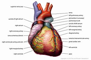 Heart. New Preventative Health Strategy in heart attack diagnosis and prevention.