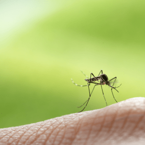 World Neglected Tropical Diseases Day