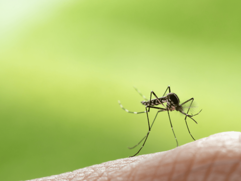 World Neglected Tropical Diseases Day